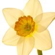 White Narcissus